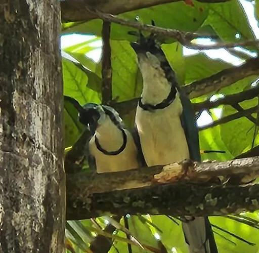 Villa Casa La Reina, Private Jungle Tamarindo